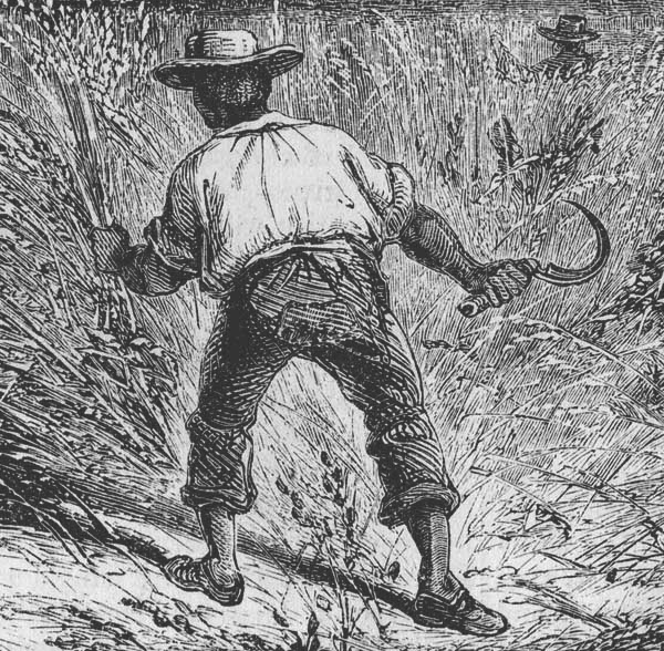 Harvesting Rice (Harper&#039;s Monthly, 1859)