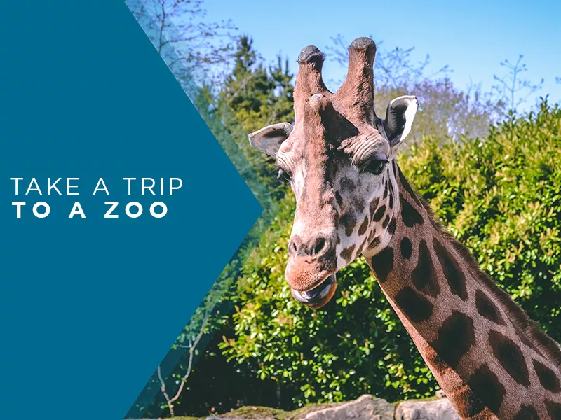 covid-19-kids-animals-4