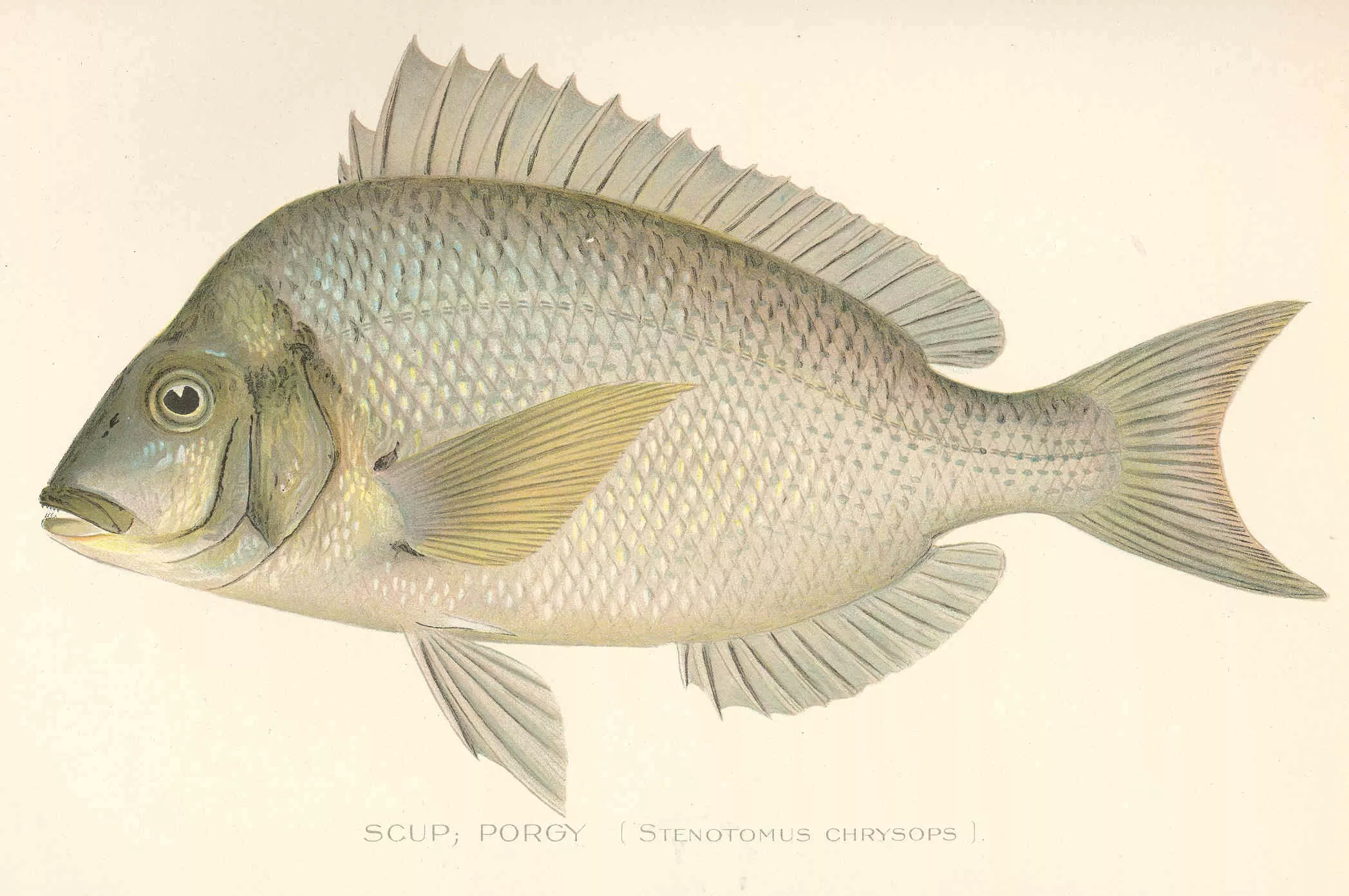 Stenotomus chrysops is distributed in the western Atlantic and is known primarily from Massachusetts to South Carolina, although it has been reported as far north as the Bay of Fundy and Sable Island Bank, Canada and as far south as Florida