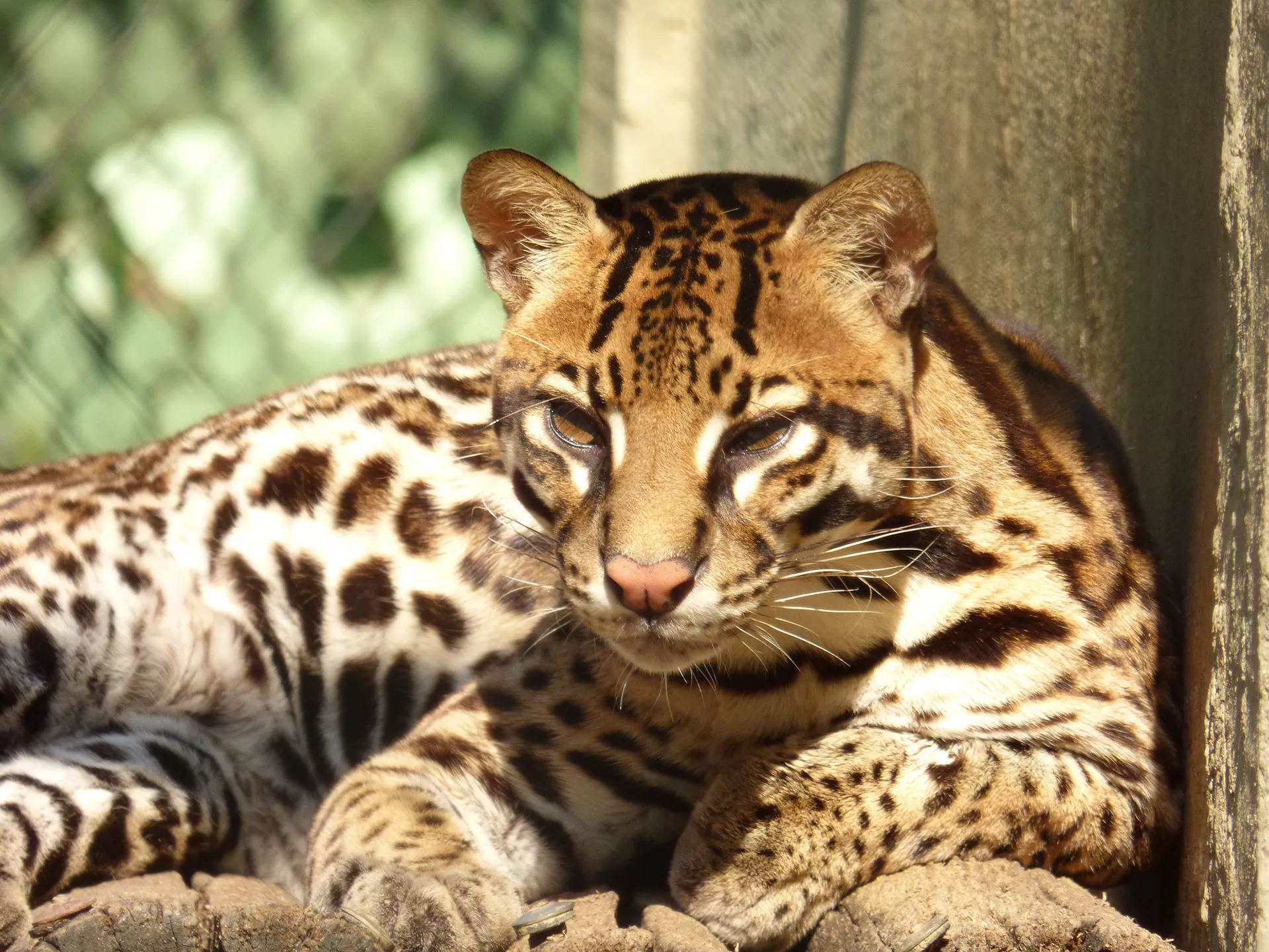Ocelot napping