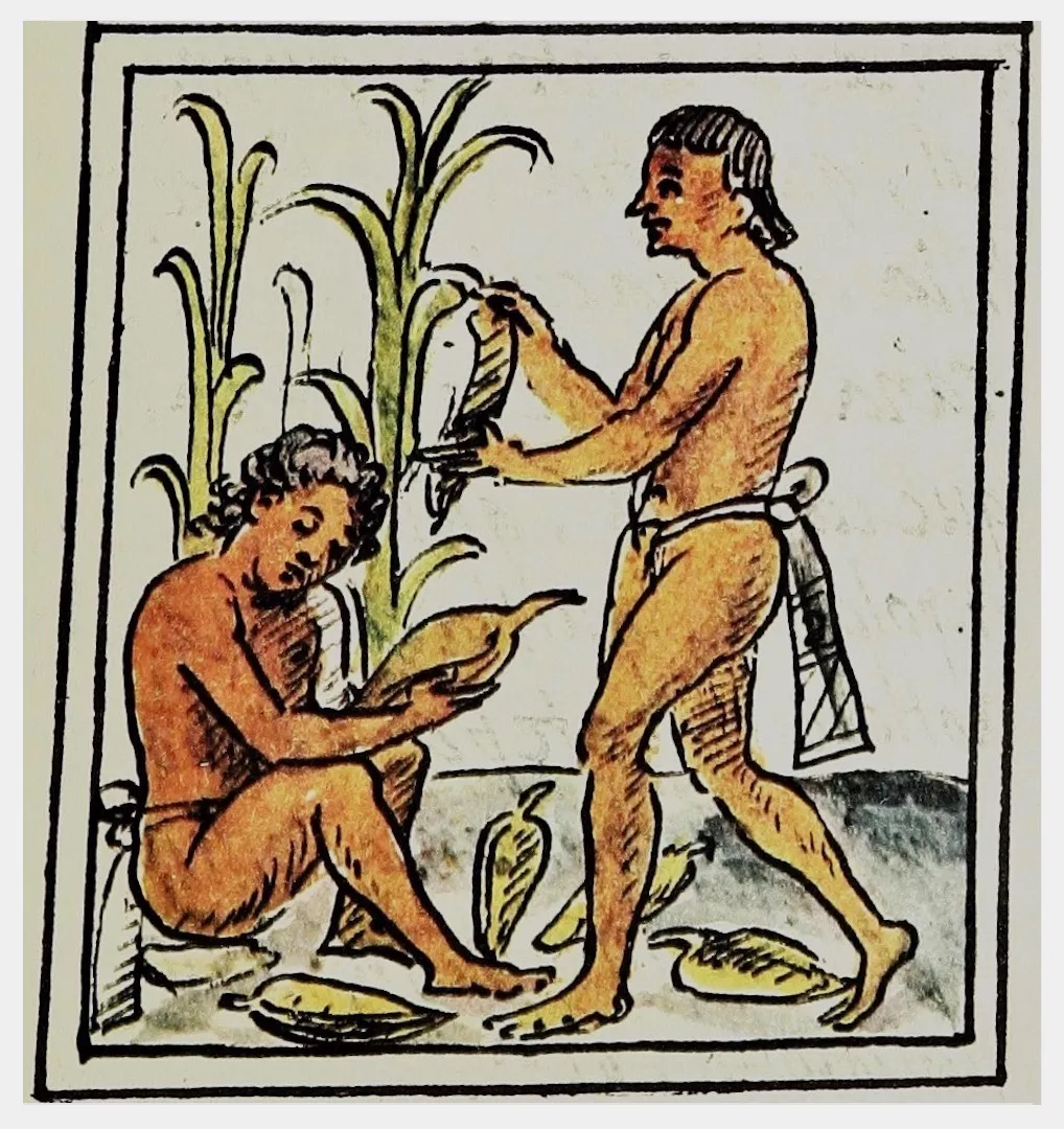 Maize harvesting detail from the Florentine Codex Wikipedia
