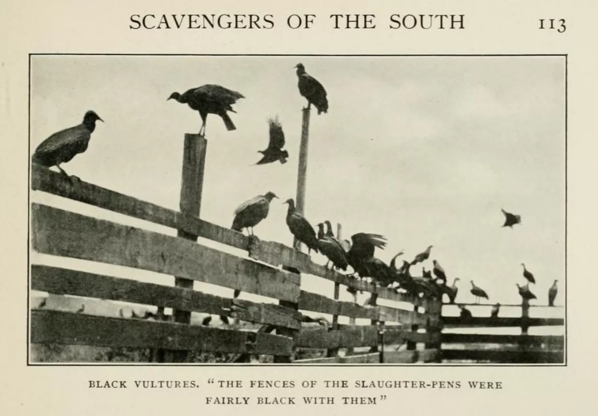 Charleston’s slaughterhouse vultures, from Herbert K. Job’s Wild Wings (1905)