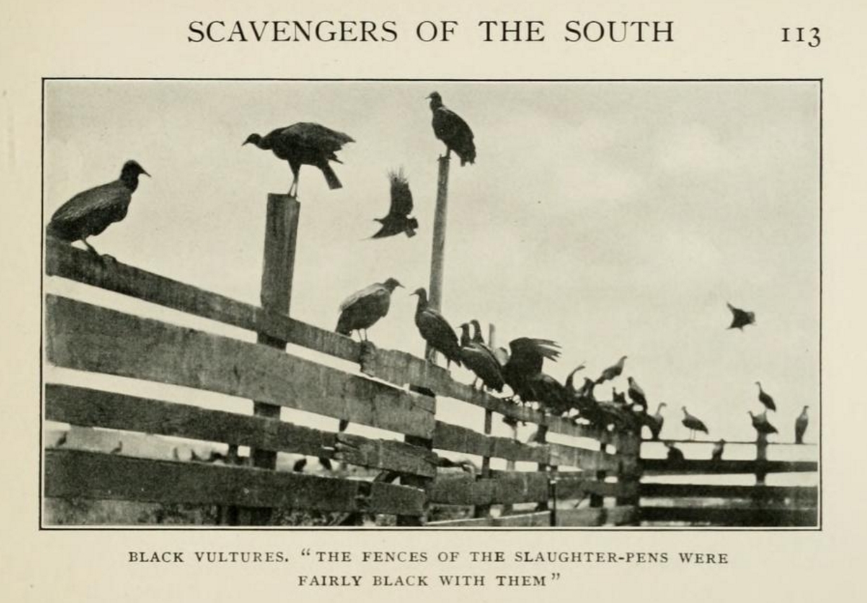 Charleston’s slaughterhouse vultures, from Herbert K. Job’s Wild Wings (1905)
